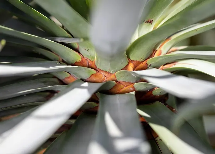 Residencial El Llano *