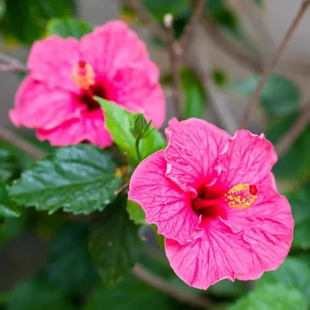 Residencial El Llano Apartament *