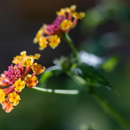 Residencial El Llano *